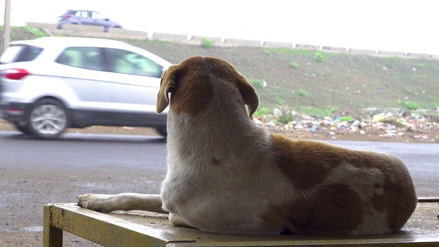 棕色皮毛的狗坐在路边，看得很天真。可爱的无家可归的印度流浪狗在季风中喘着粗气。印度孤独狗的特写视频素材