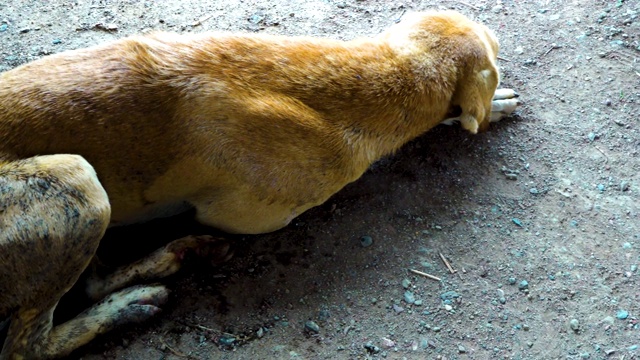 棕色皮毛的狗坐在路边，看得很天真。可爱的无家可归的印度流浪狗在季风中喘着粗气。印度孤独狗的特写视频素材