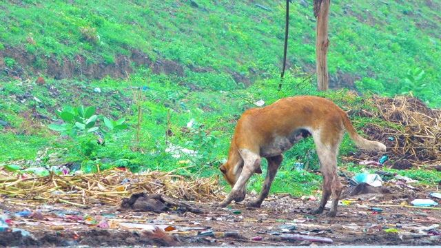 印度乡村的狗在家里吃食物。宠物神在路边吃食物。视频素材