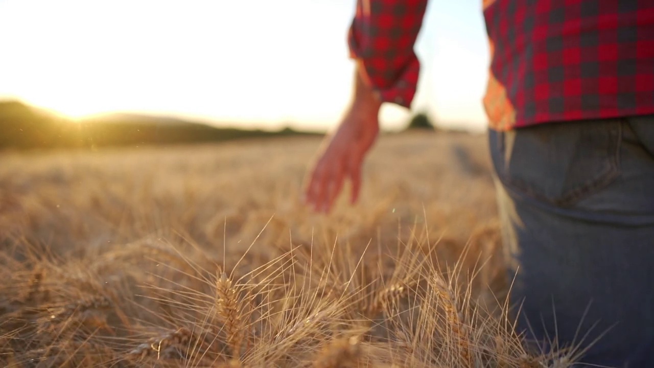 一位中年农民抚摸着金黄的麦穗视频下载