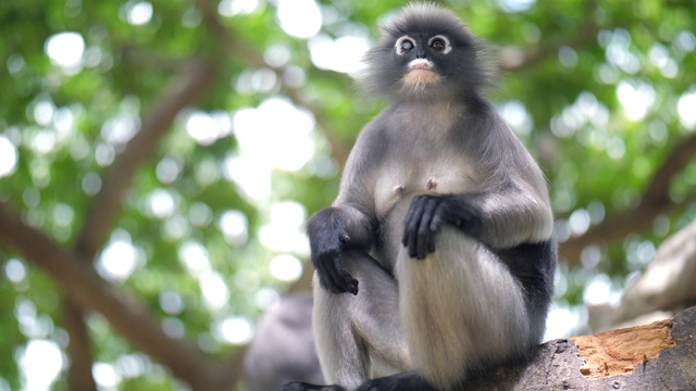 猴子生活在一片天然森林里视频下载