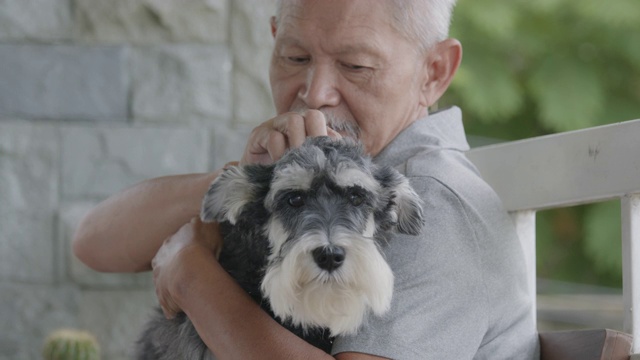 老男人抱着他的雪纳瑞狗玩，充满爱意视频素材