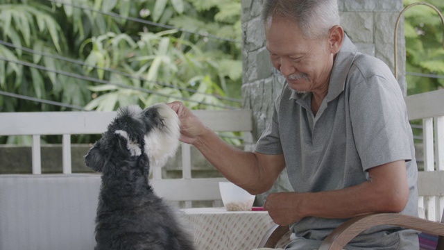 一位老人在家里喂他的雪纳瑞犬。老狗与主人在休闲活动。视频素材