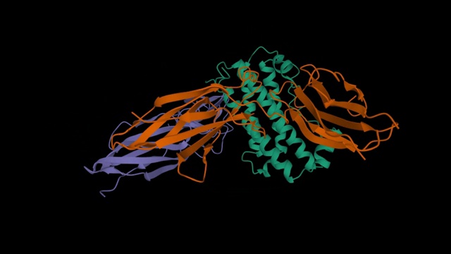 人类生长激素(绿色)与其受体胞外结构域(棕色和紫色)的复合物结构视频下载