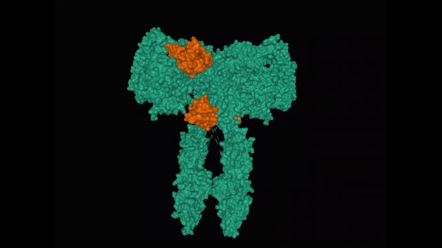 全长胰岛素受体(绿色)与四个胰岛素分子(棕色)结合的结构视频下载