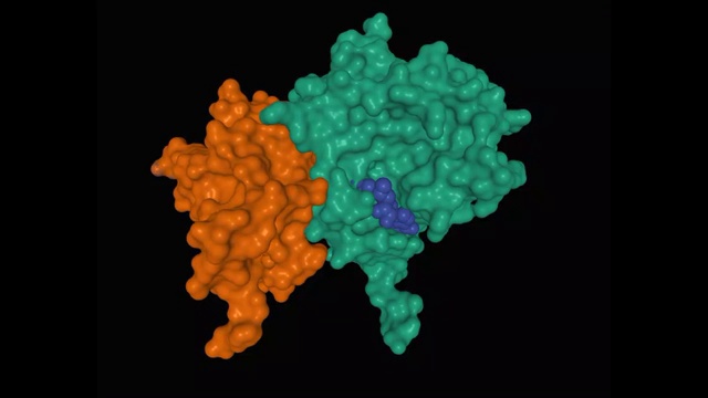 SARS-CoV-2 nsp16(绿色)-nsp10(棕色)-配体(蓝色)配合物的晶体结构视频下载