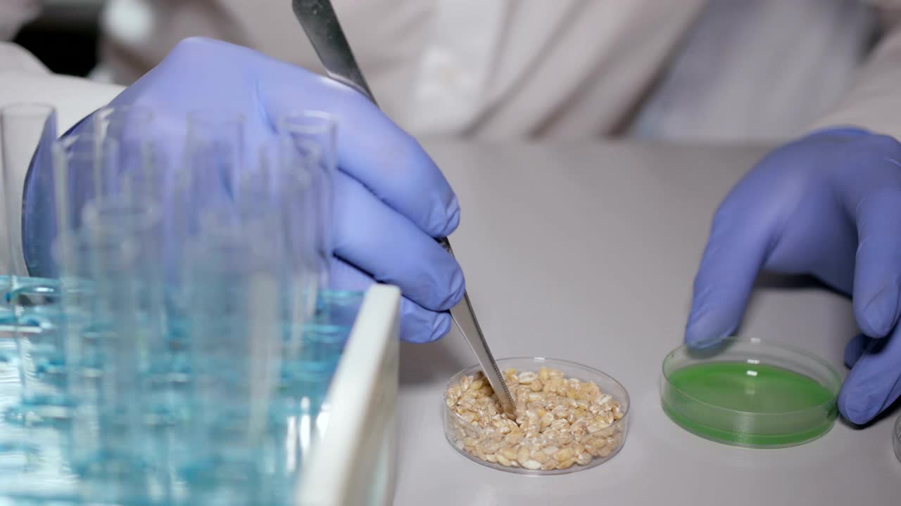 转基因小麦的实验室研究。博士正在进行一项改变小麦芽基因组的实验。培育转基因植物。食品质量实验室助理。视频素材