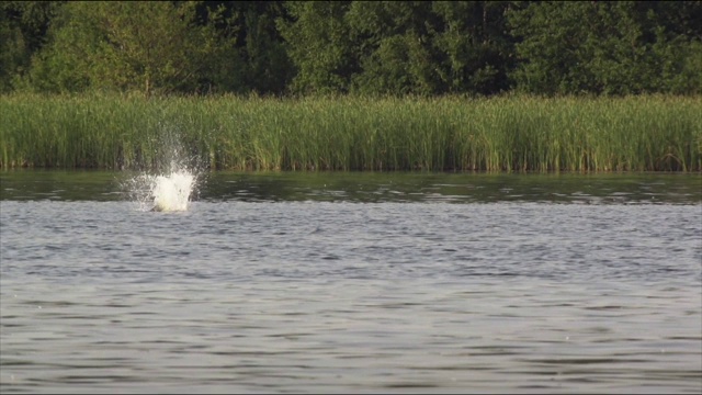 鱼鹰。饮食完全由鱼组成。当发现猎物时，它会迅速下降，向前伸出腿，向后拉翅膀，然后向前沉入水中。视频素材