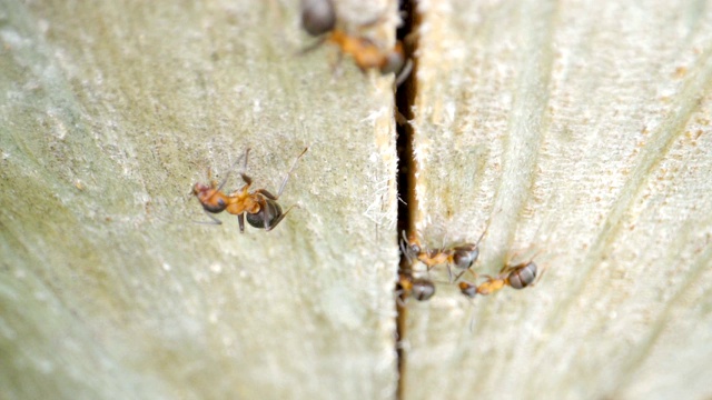 近距离观察棕色蚂蚁进入洞内视频素材