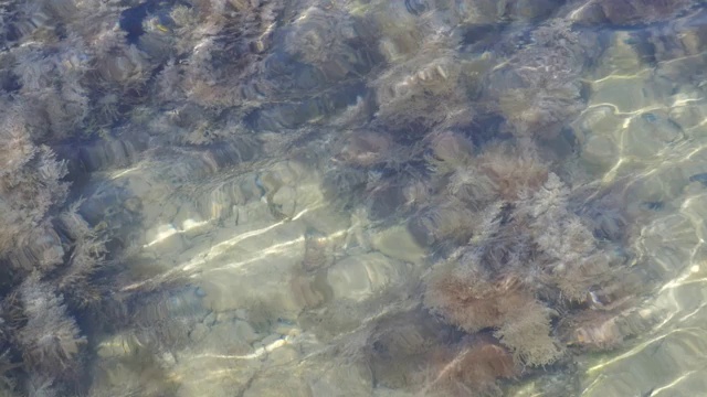 背景与海藻，石头和沙子在透明的海水上浅。视频素材