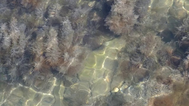 海草，石头和沙子在透明的海水浅。视频素材