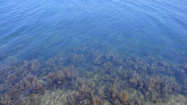海底浅水处有海藻的珊瑚礁。视频素材