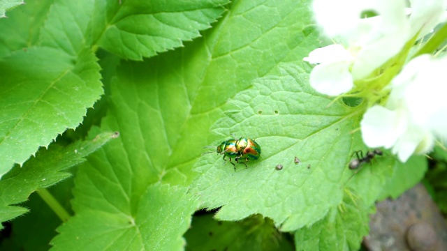 一只绿色闪亮的小虫子在绿色的叶子上视频素材
