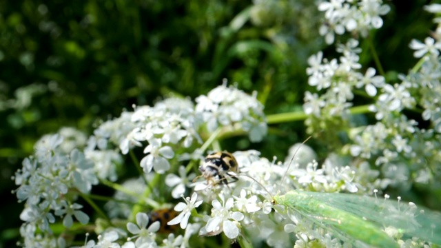 小瓢虫在花园里的白花上爬行视频素材