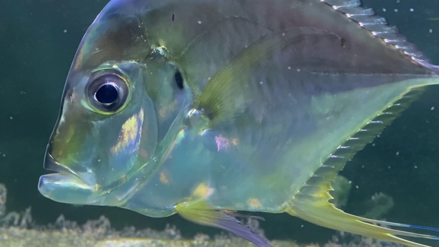珍珠热带鱼视频下载