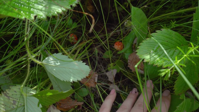 在夏日花园采摘野草莓。在草地上采浆果的女人视频下载