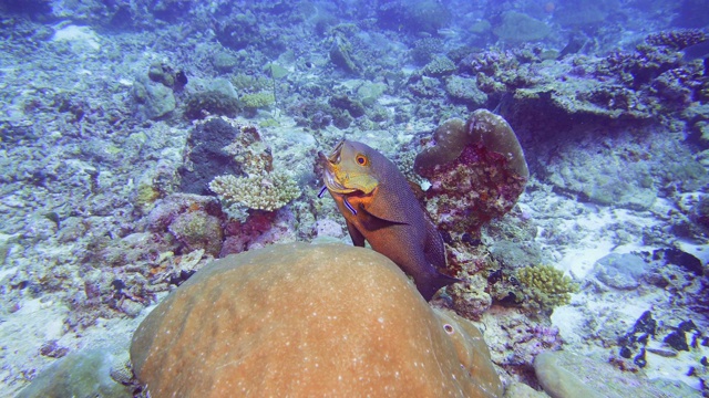 马尔代夫，一条清洁濑鱼正在清洁鲷鱼视频素材