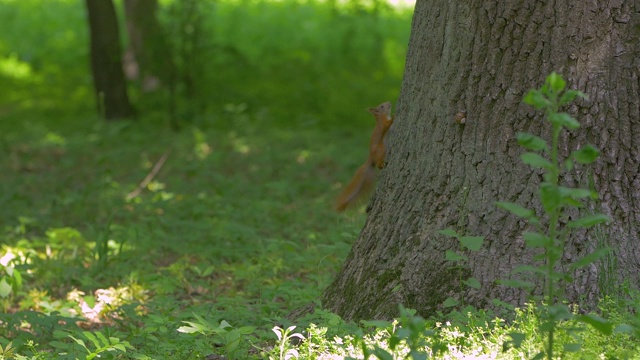 森林里树上的松鼠视频素材