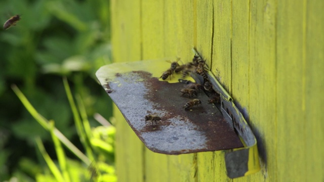 蜜蜂进入蜂巢的小洞，带着花蜜回来。高清60 fps视频素材