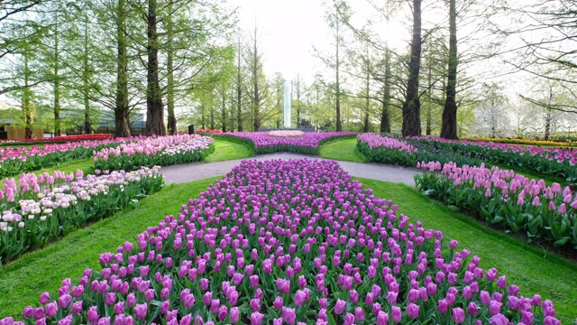 荷兰公园的郁金香视频素材