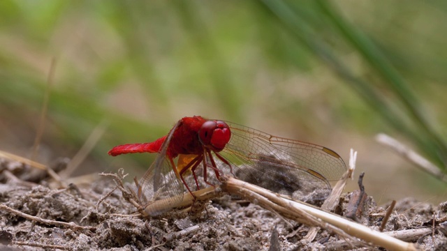 红蜻蜓特写。蜻蜓坐在河支流的沙滩上视频素材