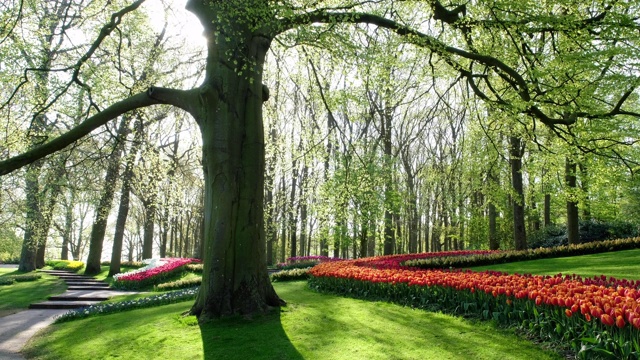 荷兰公园的郁金香视频素材
