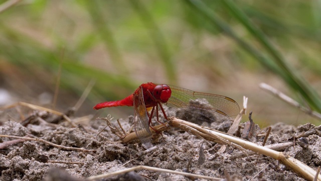 红蜻蜓宏。蜻蜓坐在河支流的沙滩上视频素材