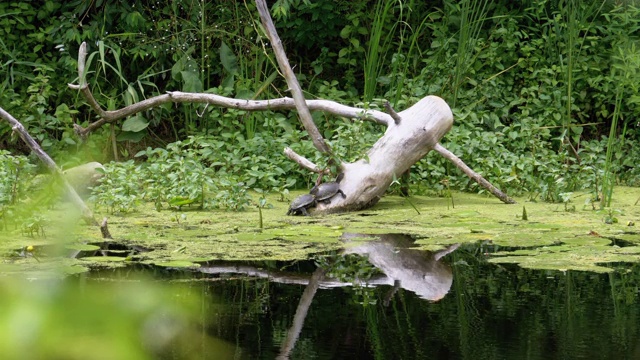 一群乌龟坐在绿藻河边的一根木头上视频素材
