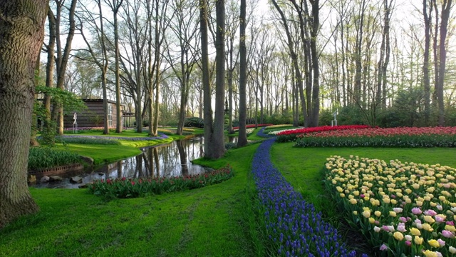 荷兰花卉公园视频素材