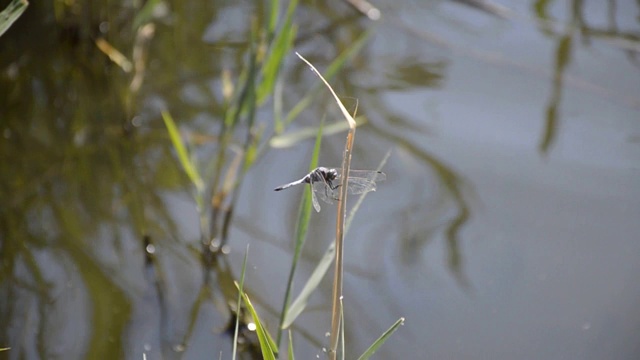 蜻蜓坐在一根藤茎上视频素材