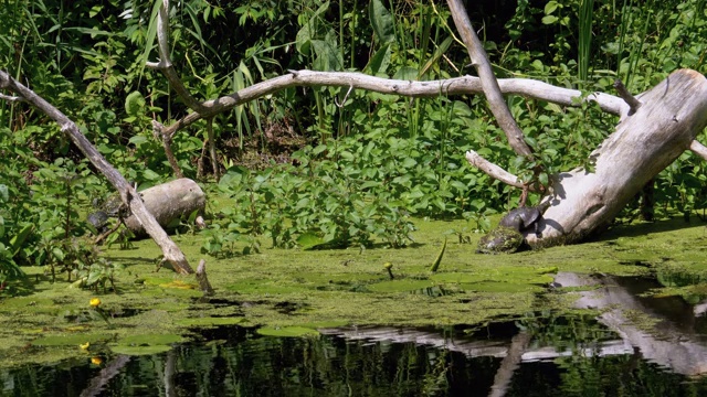 海龟坐在绿藻河的原木上，鸭子家族游泳经过视频素材
