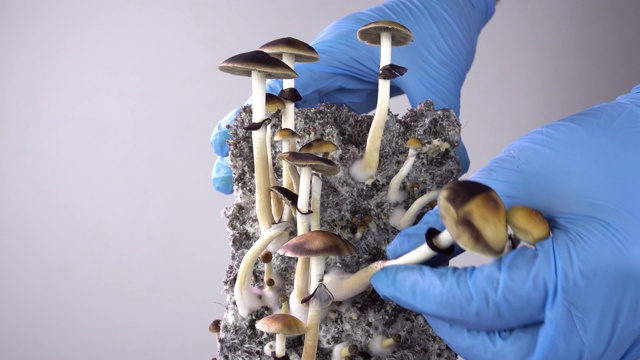 裸盖菇是一种致幻蘑菇。收获的蘑菇。马萨特克部落的神圣蘑菇。视频素材