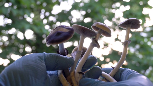 魔菇。演示蘑菇。视频素材