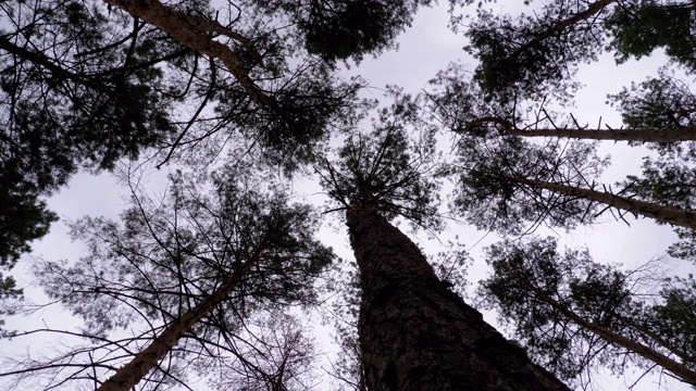 黑暗恐怖的森林。在暴风雨天空下的树干和树枝的底部视图视频素材
