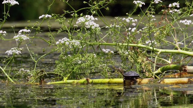沼泽里的小乌龟坐在绿藻上视频素材