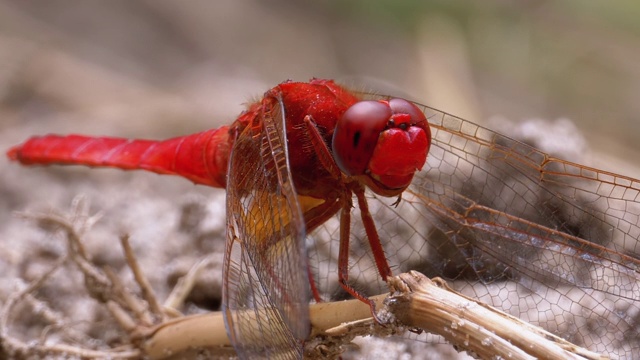 红蜻蜓特写。蜻蜓坐在河支流的沙滩上视频素材