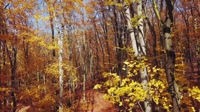 在秋天的森林里起飞视频素材