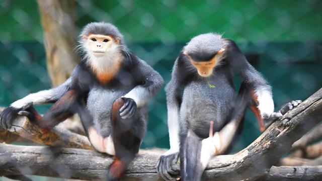 动物园笼子里的红臀叶猴。视频素材
