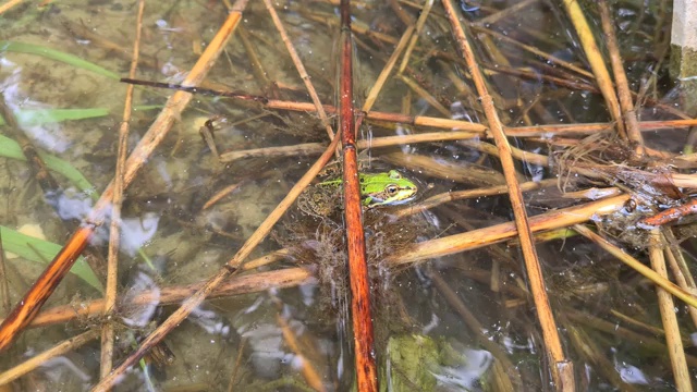 绿泥蛙湖畔，欧式自然视频素材