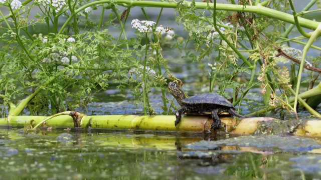 沼泽里的小乌龟坐在绿藻上视频素材