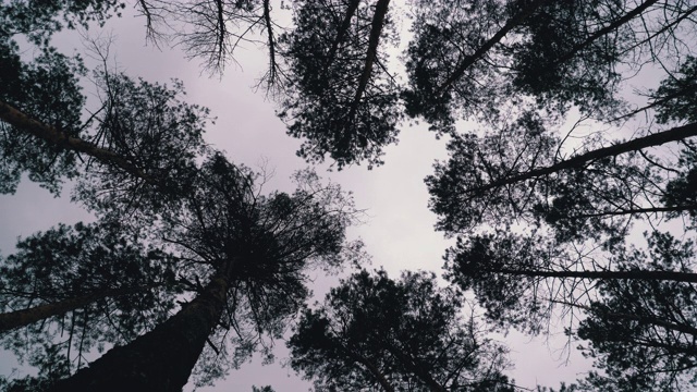 黑暗恐怖的森林。在暴风雨天空下的树干和树枝的底部视图视频素材