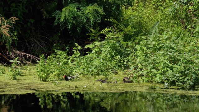 在河里藻类中游泳的鸭子家族视频素材