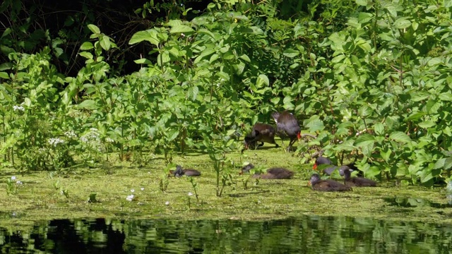 在河里藻类中游泳的鸭子家族视频素材