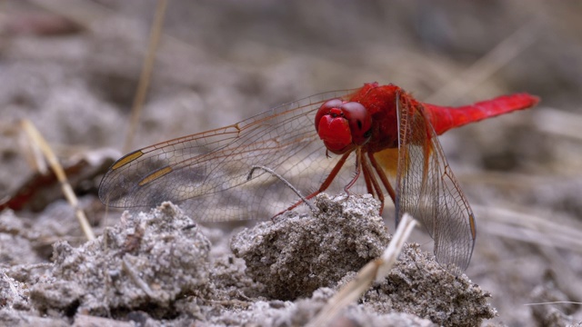 红蜻蜓宏。蜻蜓坐在河支流的沙滩上视频素材