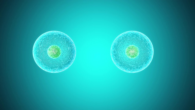 在青色背景上分裂细胞的3D动画。视频下载