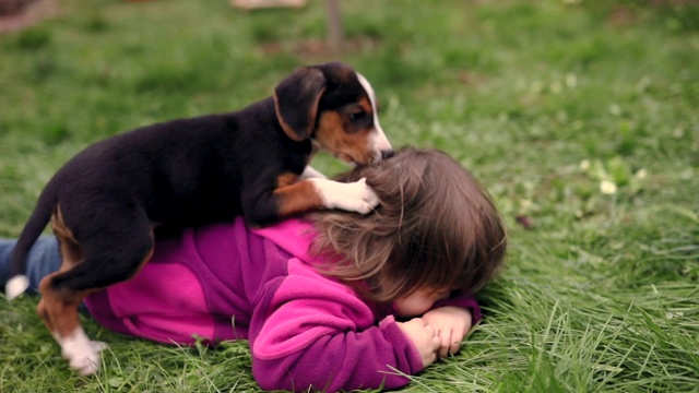 好奇的猎犬和它的主人一个蹒跚学步的小女孩玩耍，咬她的头发视频下载