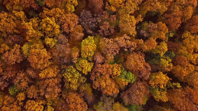 头顶鸟瞰图的顶部五颜六色的秋天森林。视频素材