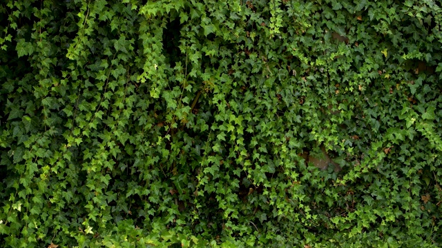 绿色常春藤背景视频素材