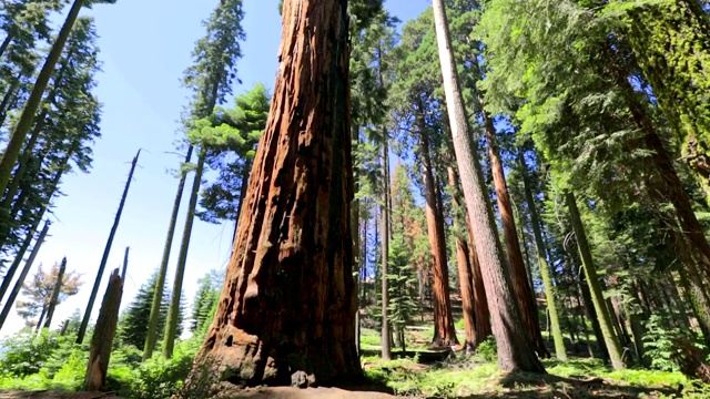 红杉国家公园的一种红杉视频下载