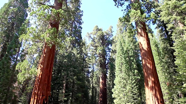 红杉和国王峡谷国家公园视频素材